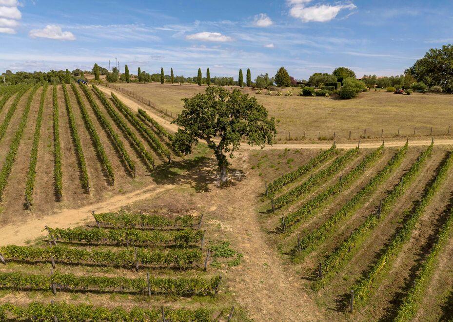 
	I vitigni delle aziende del consorzio

