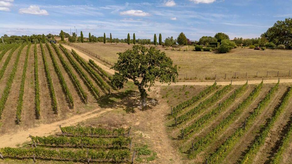 I vitigni delle aziende del consorzio