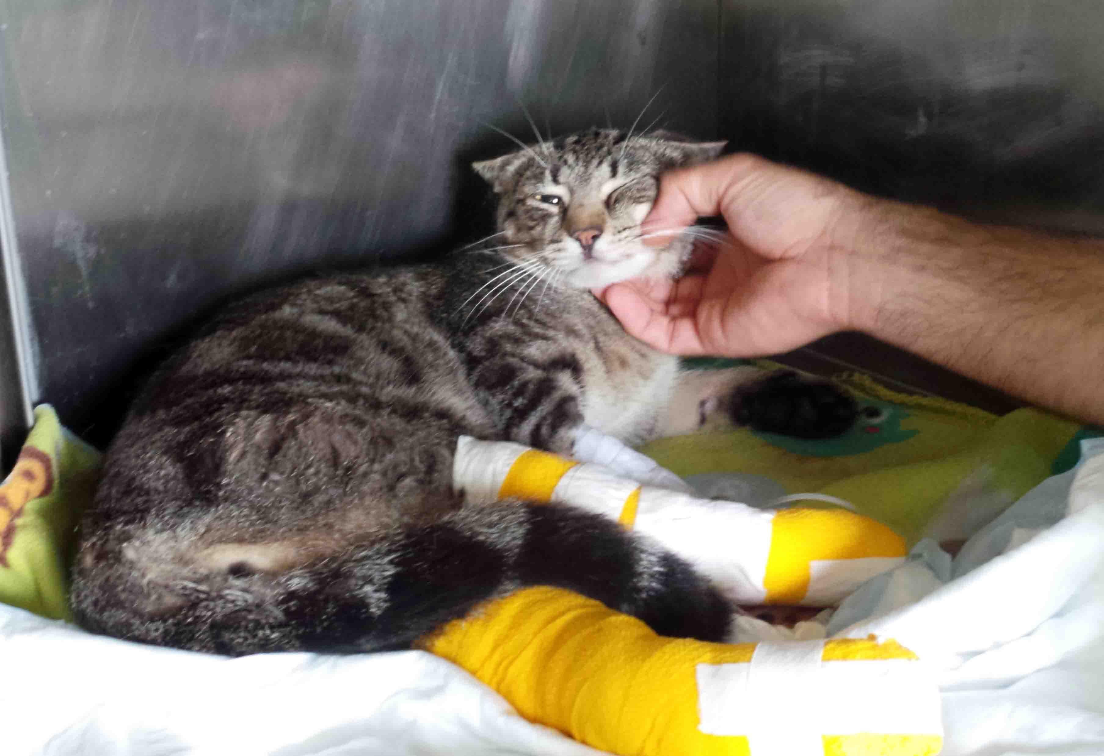 Copparo, vigile urbano prende a calci un gatto appena investito da un’auto<br type="_moz" />
