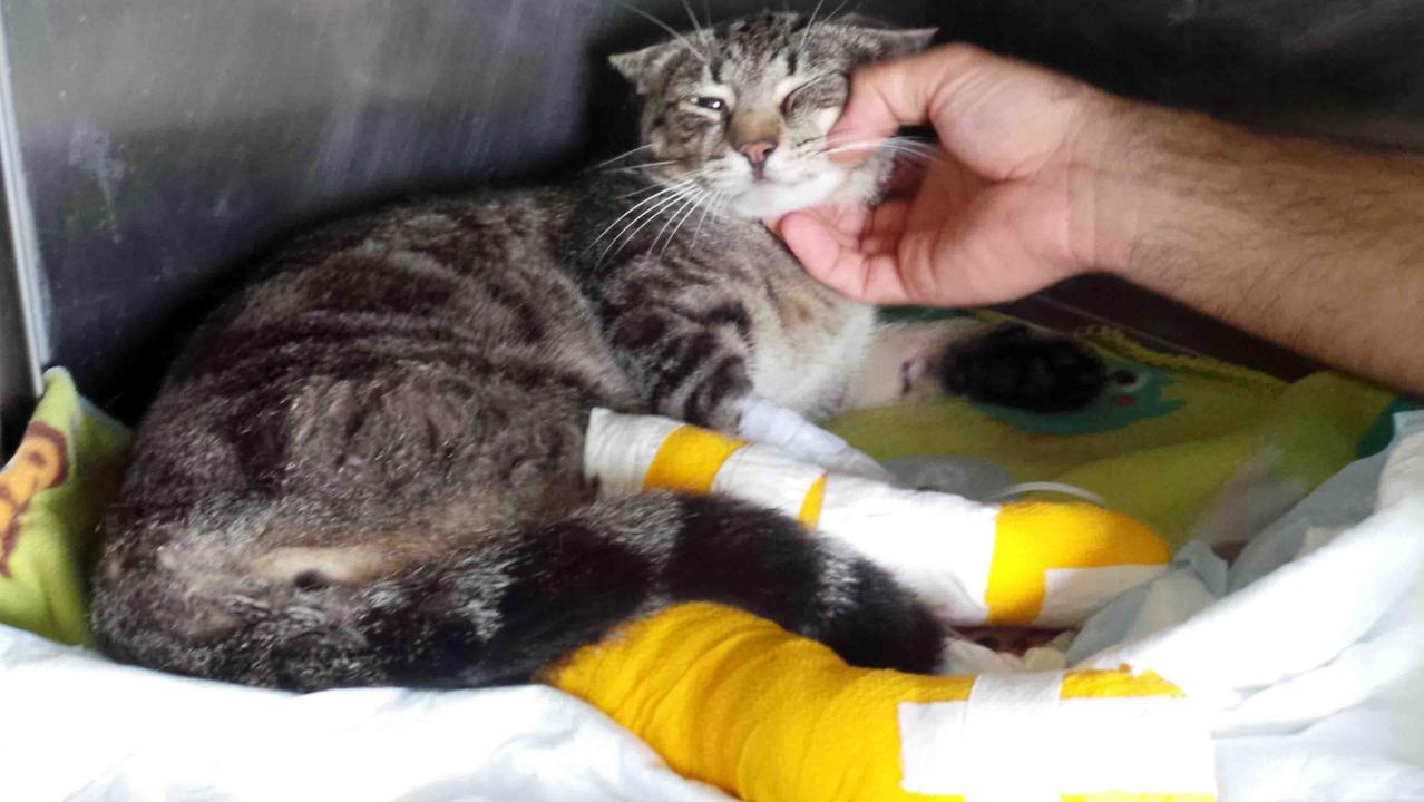 Copparo, vigile urbano prende a calci un gatto appena investito da un’auto<br type="_moz" />