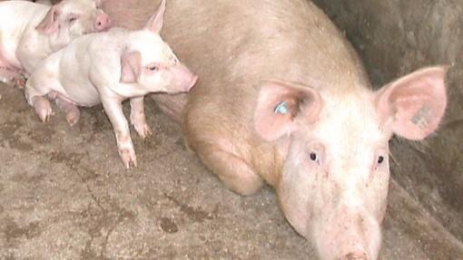 Porcetto Igp, gli studiosi contrari alla denominazione: «Vogliono accontentare i turisti?»