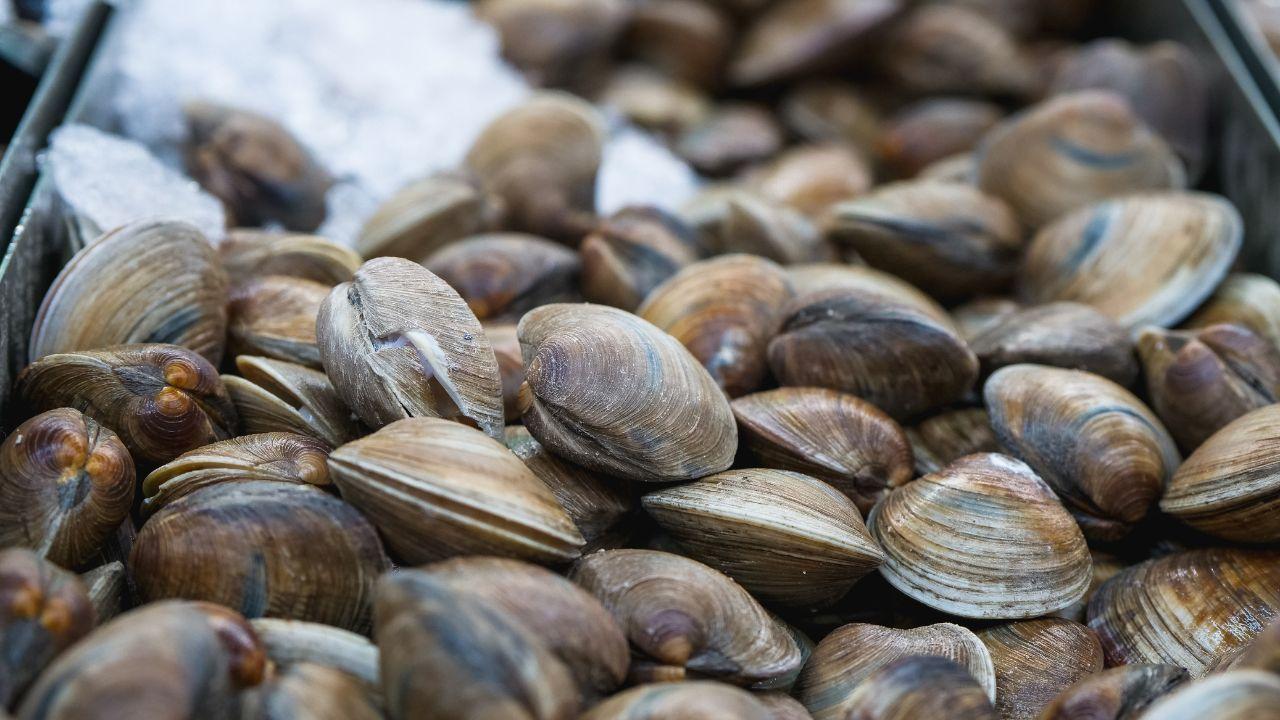 Vongole ritirate dal mercato (Foto di repertorio)