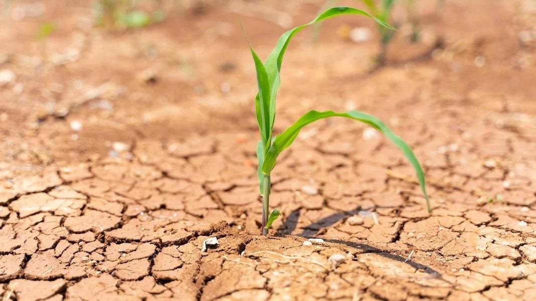 Emergenza idrica nella Nurra, tavolo di crisi in Regione: «invasi pieni al 14 per cento»