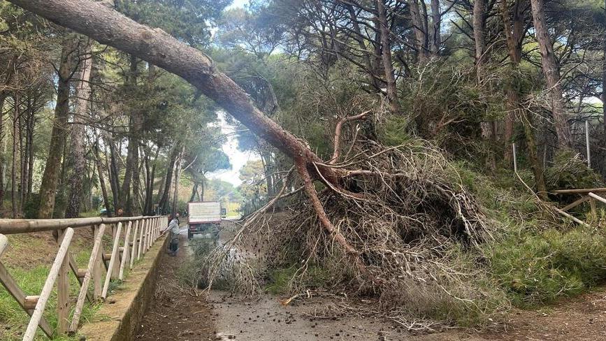 Il grosso pino crollato sulla strada alla Feniglia (foto Enzo Russo)