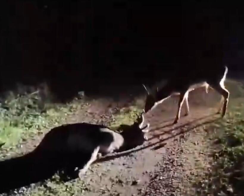 Capriolo muore investito: il compagno lo veglia