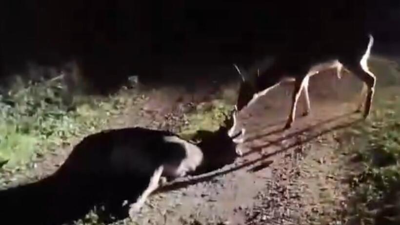 Capriolo muore investito: il compagno lo veglia