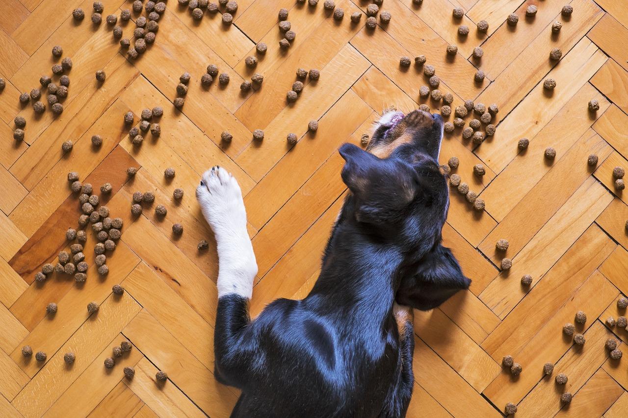 Snack e premietti per in nostri cani: ecco quali e perché “fanno bene”