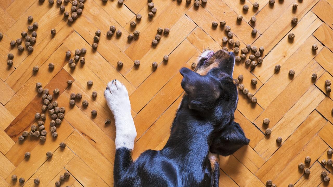 Snack e premietti per in nostri cani: ecco quali e perché “fanno bene”