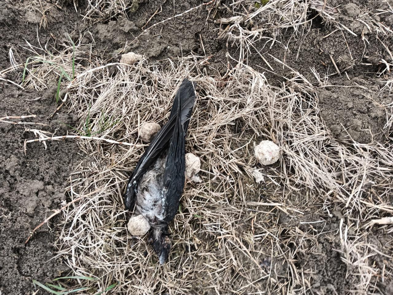 Bocconi avvelenati davanti al canile di Arceto: morti due cani in passeggiata