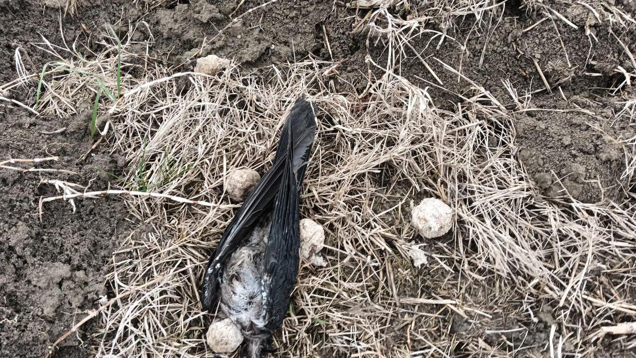 Bocconi avvelenati davanti al canile di Arceto: morti due cani in passeggiata