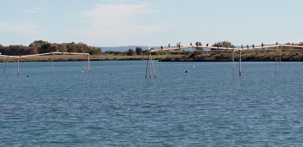 
	I cormorani affollano lo stagno di Cabras

