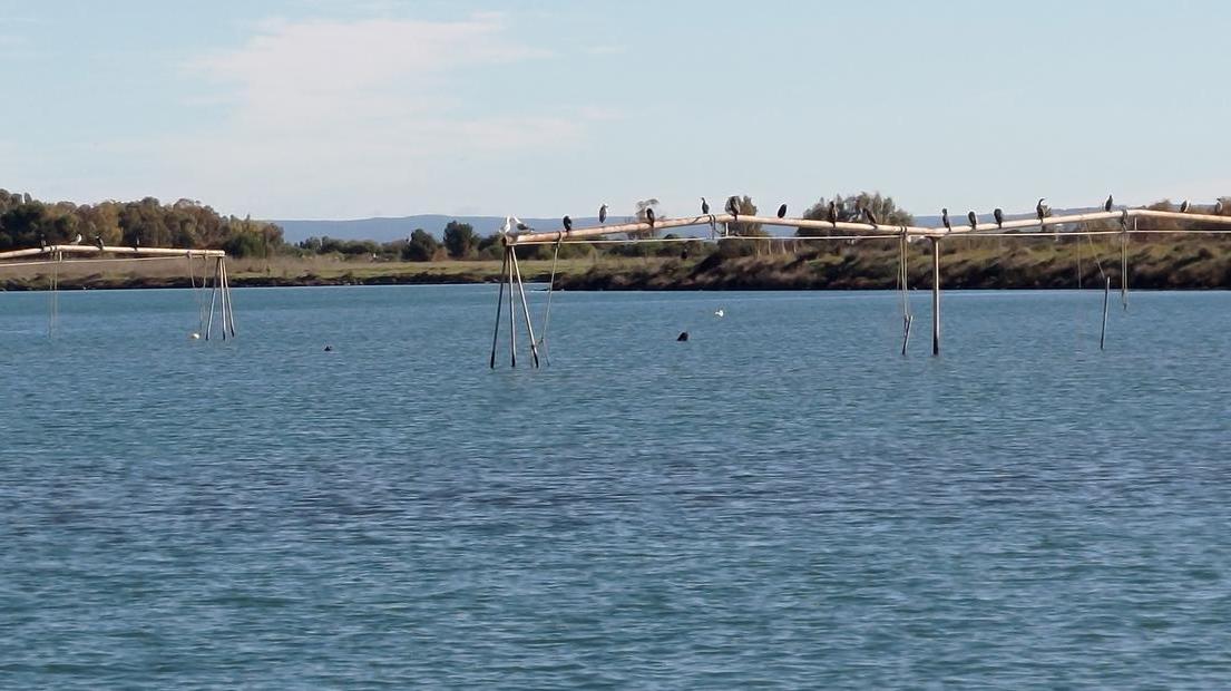 I cormorani affollano lo stagno di Cabras