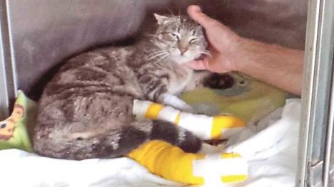 Gatto preso a calci da un vigile a Copparo, scatta la prima denuncia