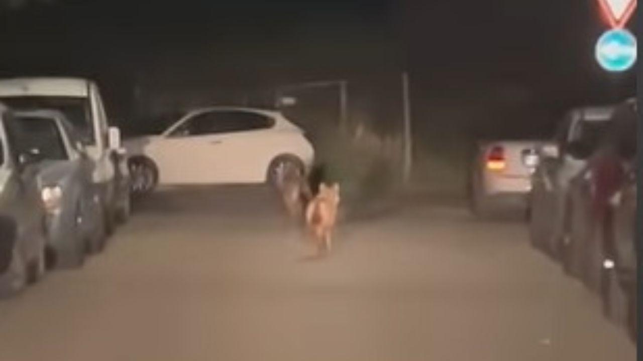 
	I due esemplari ripresi dal conducen-te di un&rsquo;auto in via Novara

