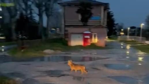 Lupo avvistato a Ostellato vicino al centro abitato