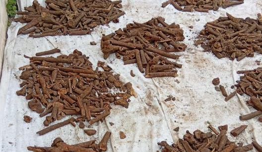 
	Un dettaglio delle ossa ritrovate

