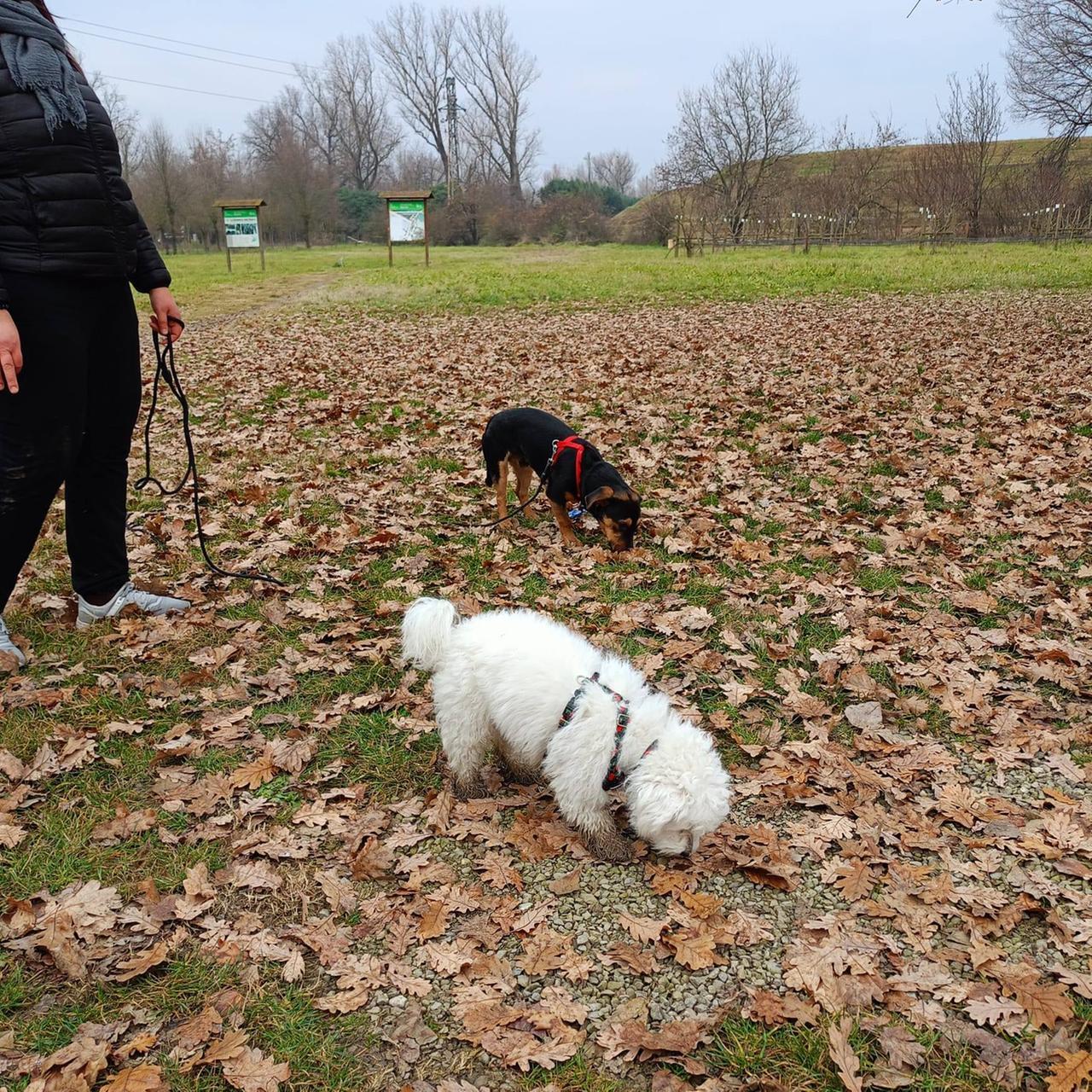 Esche avvelenate davanti al canile: «I cani morti sono di una nostra volontaria»
