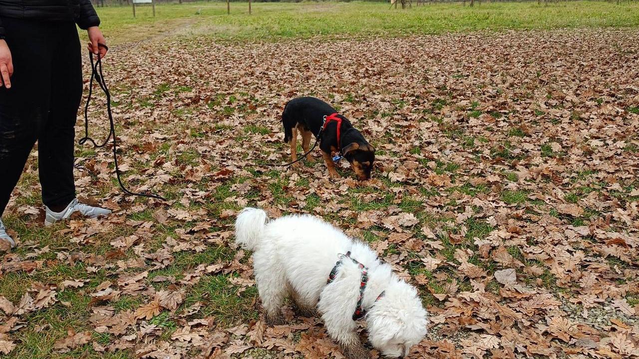 Esche avvelenate davanti al canile: «I cani morti sono di una nostra volontaria»