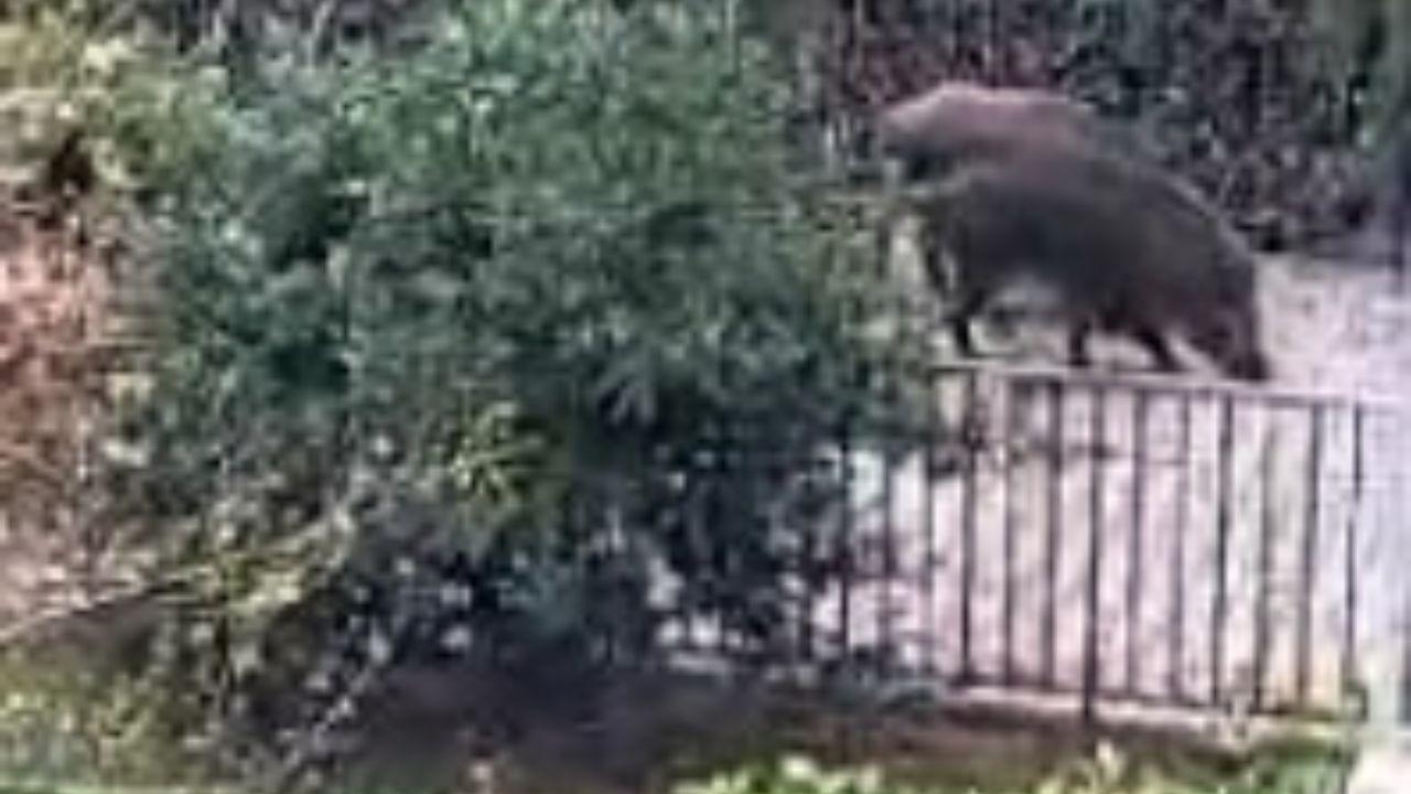 Un fermo immagine del video registrato da alcuni residenti che testimonia il passaggio dei cinghiali sotto casa