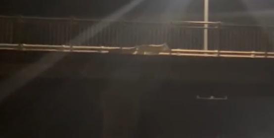 
	Uno dei lupi a Marina di Cecina


