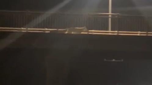 Uno dei lupi a Marina di Cecina
