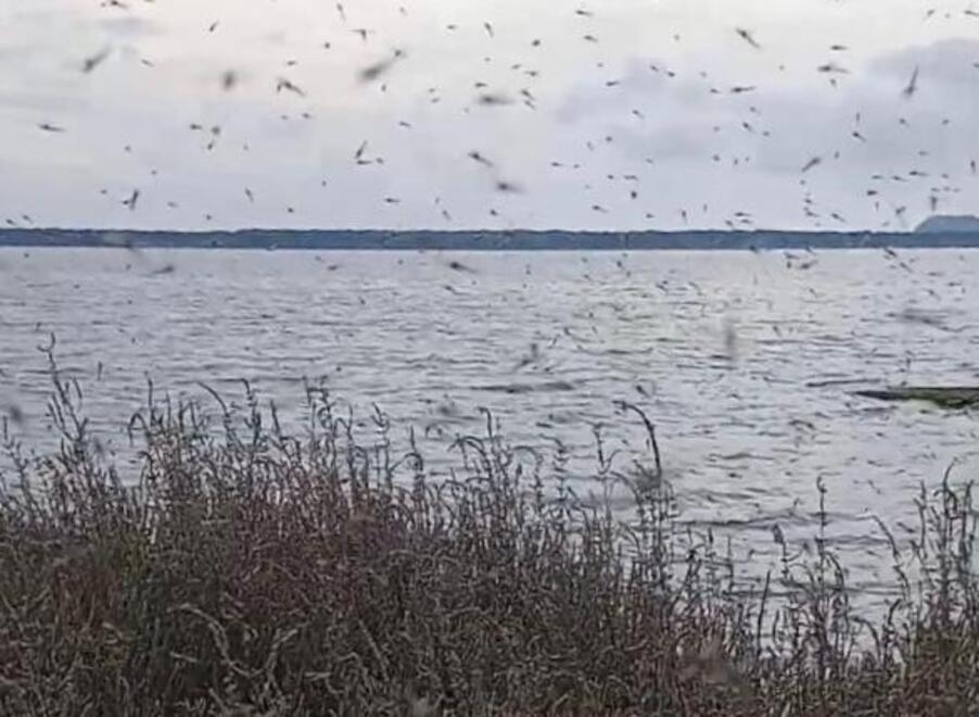 
	I moscerini nella laguna di Orbetello

