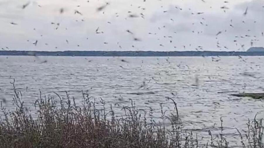 I moscerini nella laguna di Orbetello