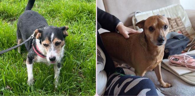 La loro proprietaria è morta: Kira e Nik cercano una nuova famiglia