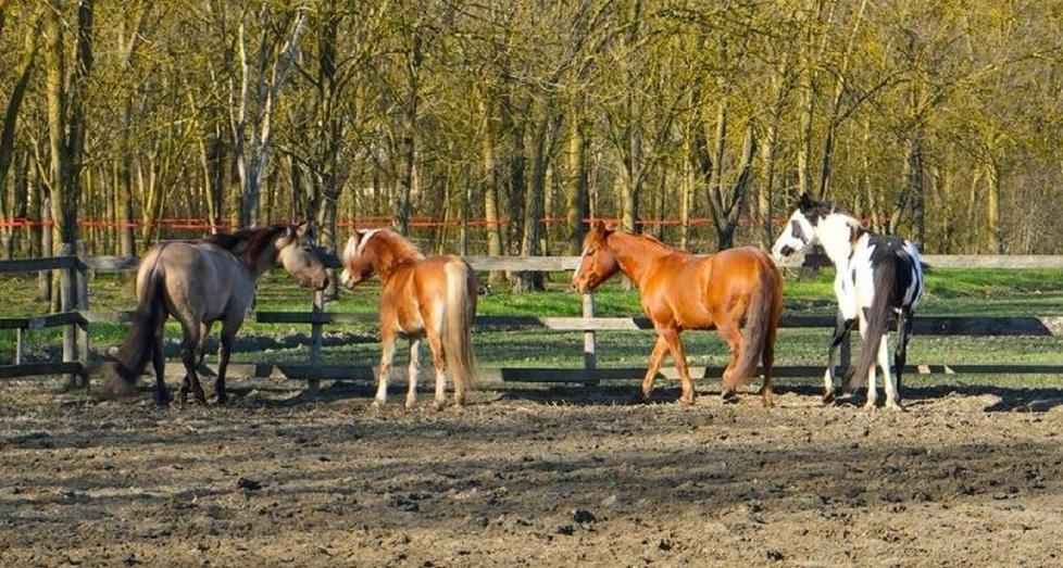 Oklahoma Ranch, il nuovo maneggio a due passi dall’Abbazia di Pomposa
