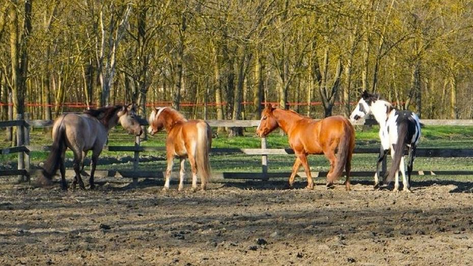 Oklahoma Ranch, il nuovo maneggio a due passi dall’Abbazia di Pomposa