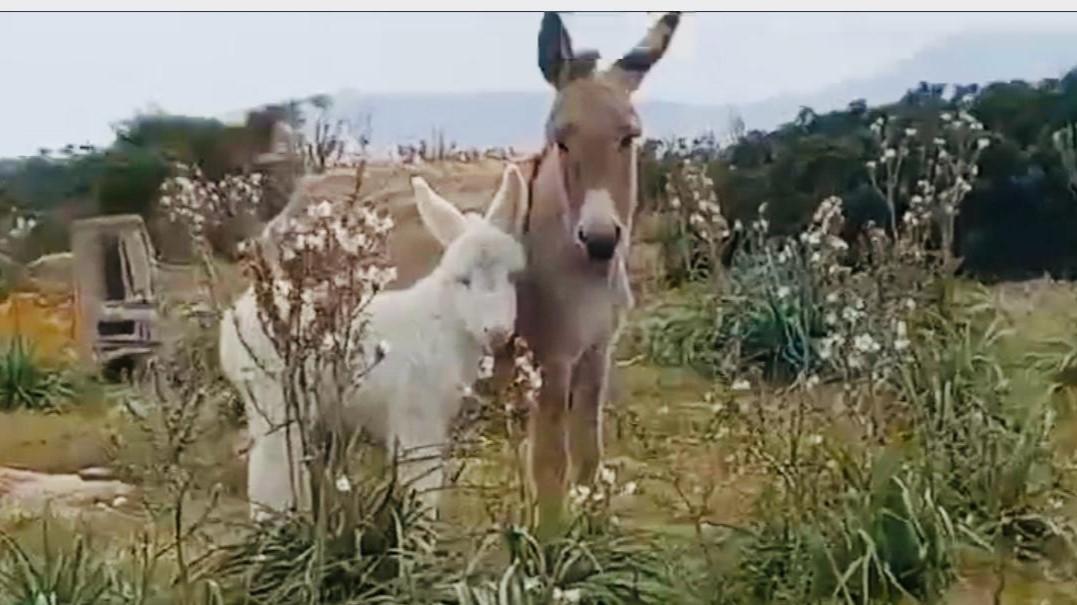 Asinara, fiocco rosa al Parco: è nata l’asinella Giacomina – VIDEO