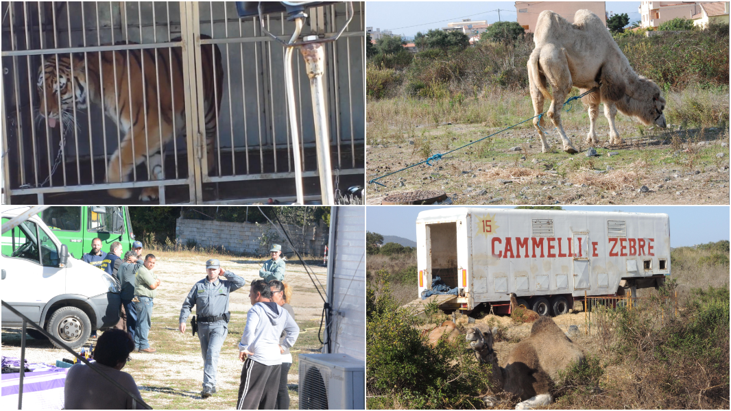 
	Le immagini del blitz della Forestale al circo Martin di Arzachena nel 2014


