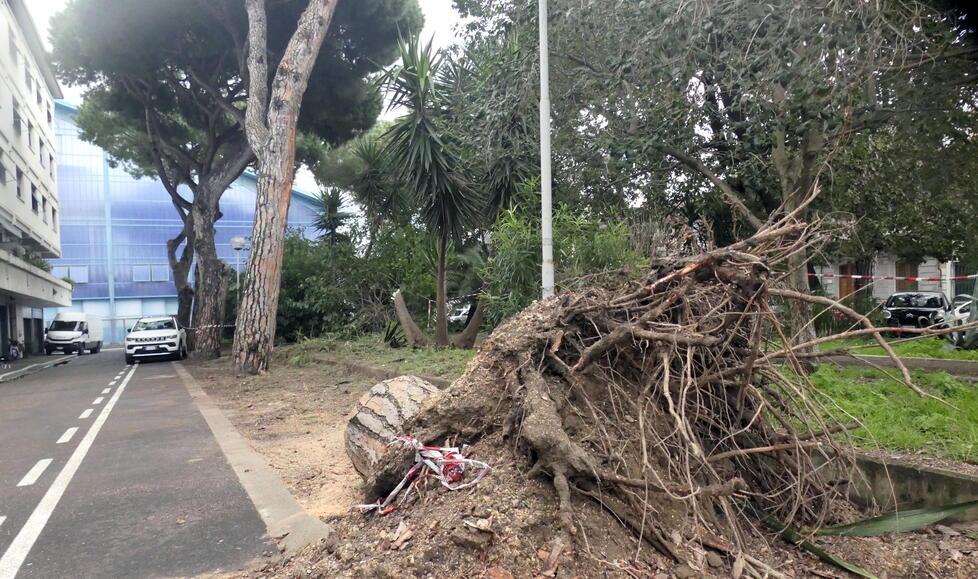 Viareggio, crolla un pino nella notte in piazza Brin