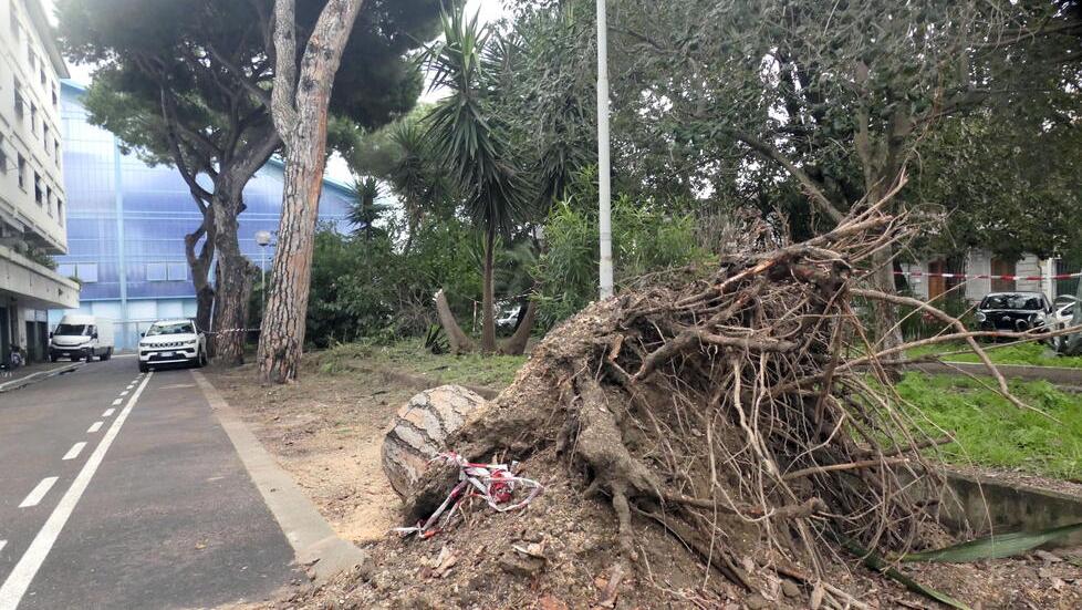 Viareggio, crolla un pino nella notte in piazza Brin