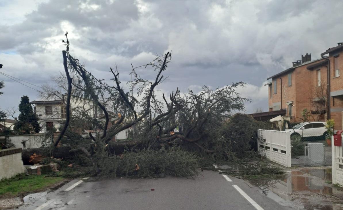 Maltempo, tromba d’aria a Montesanto di Voghiera e albero sradicato/IL VIDEO