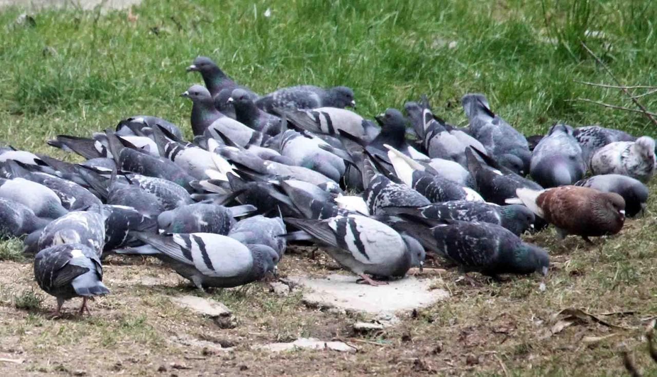 Mangime anticoncezionale per piccioni, anche Ostellato corre ai ripari