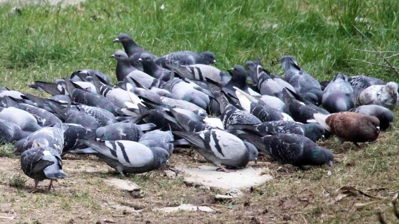 Mangime anticoncezionale per piccioni, anche Ostellato corre ai ripari