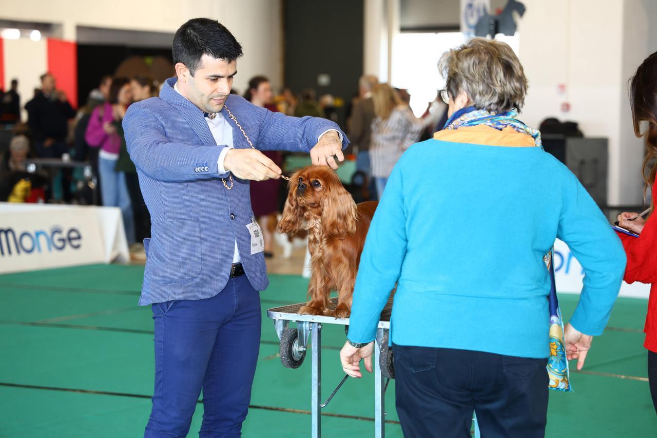 Esposizione internazionale canina a Ferrara Expo. In 700 per il concorso di bellezza, anche dagli Stati Uniti