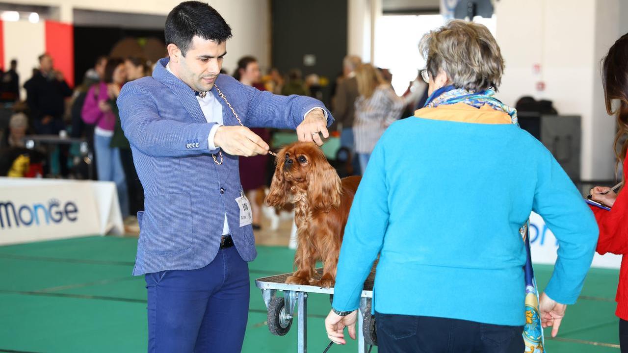 Esposizione internazionale canina a Ferrara Expo. In 700 per il concorso di bellezza, anche dagli Stati Uniti