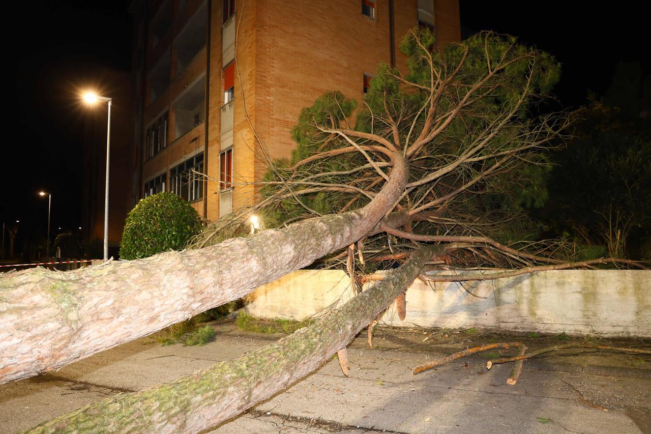 Ferrara, albero cade sopra un’automobile