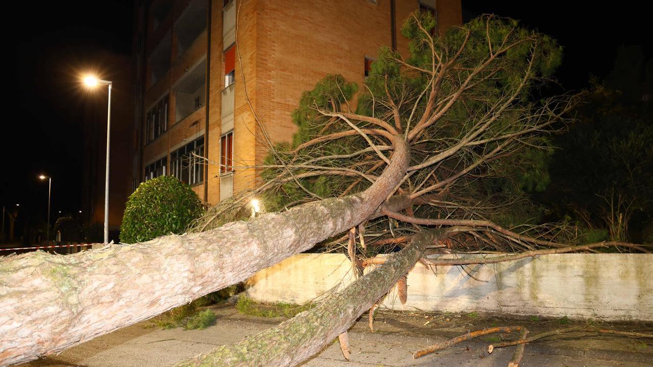 Ferrara, albero cade sopra un’automobile