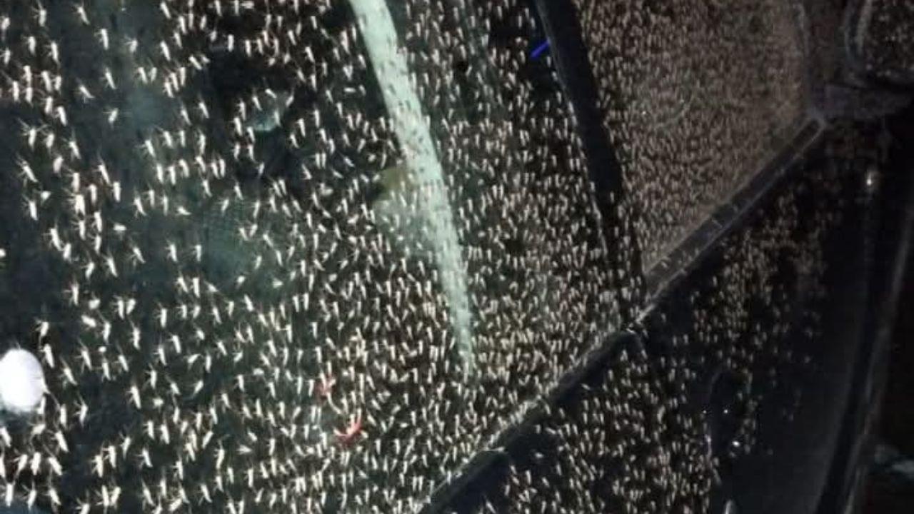 
	Moscerini su un&rsquo;auto (foto Domenico Covitto)

