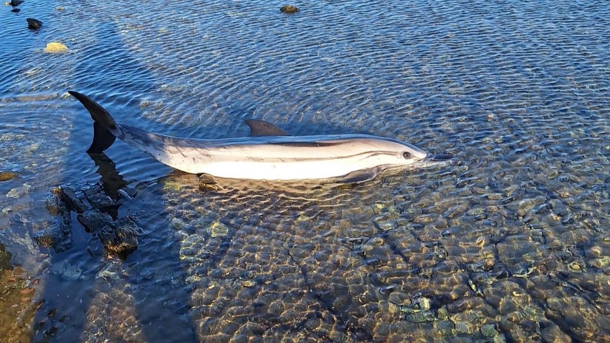 Stintino, un giovane delfino trovato morto nella spiaggia Tamerici