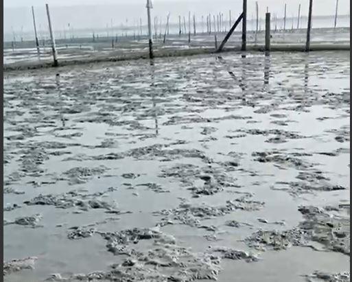 Goro, anche gli uccelli ghiotti di vongole. Sparito novellame per 100mila euro<br type="_moz" />
