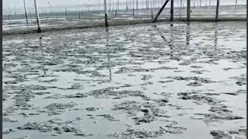 Goro, anche gli uccelli ghiotti di vongole. Sparito novellame per 100mila euro<br type="_moz" />