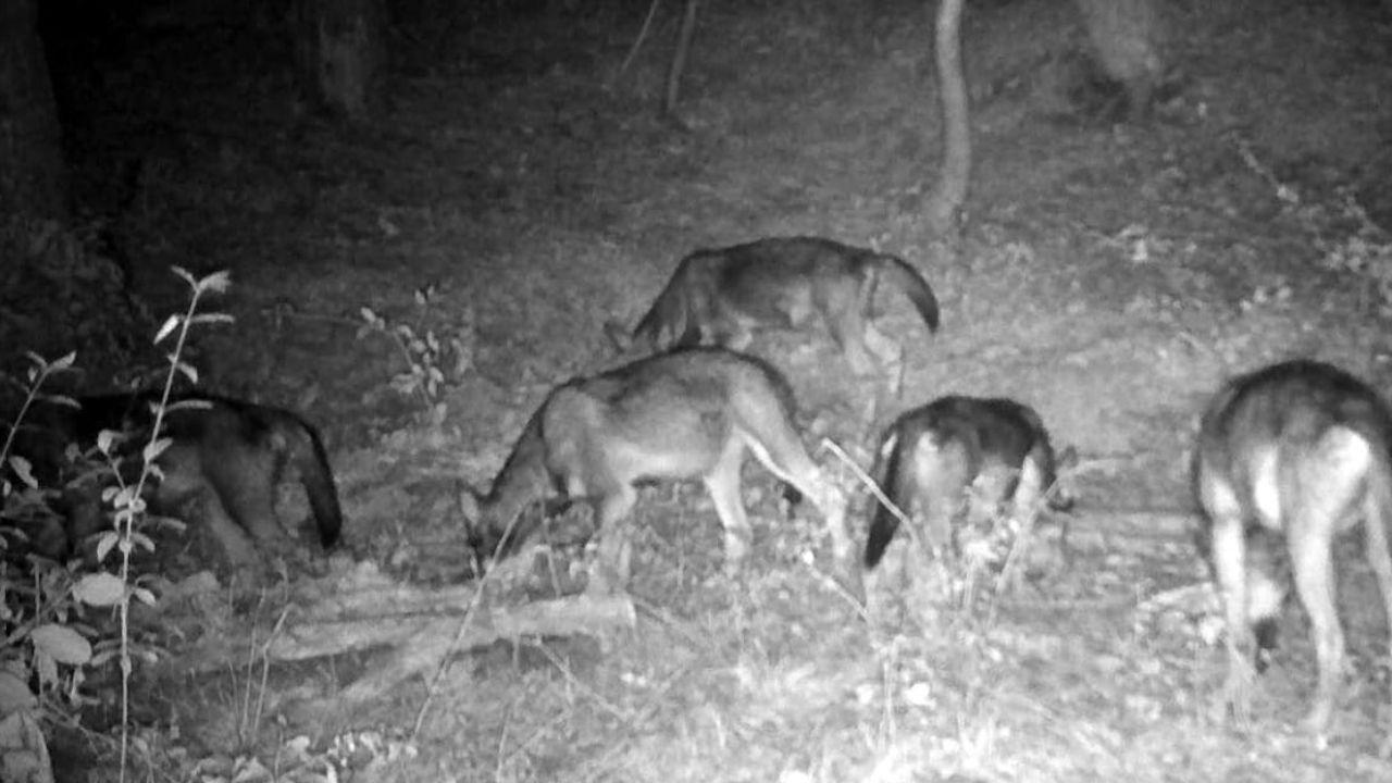 Un branco di lupi fotografati lungo l’Appenino tosco emiliano (foto di archivio)