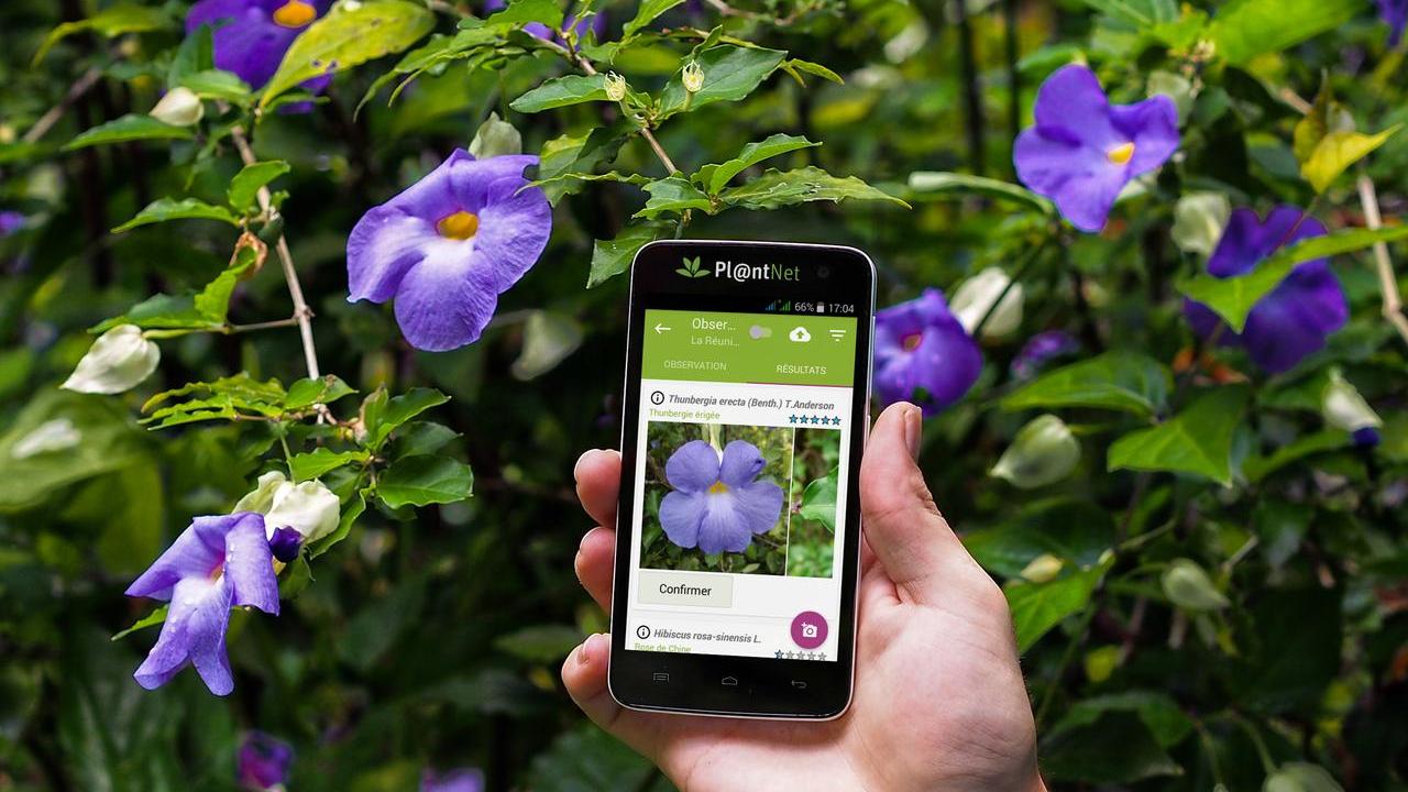 Ecco Pl@ntNet, l’app che permette di riconoscere le piante