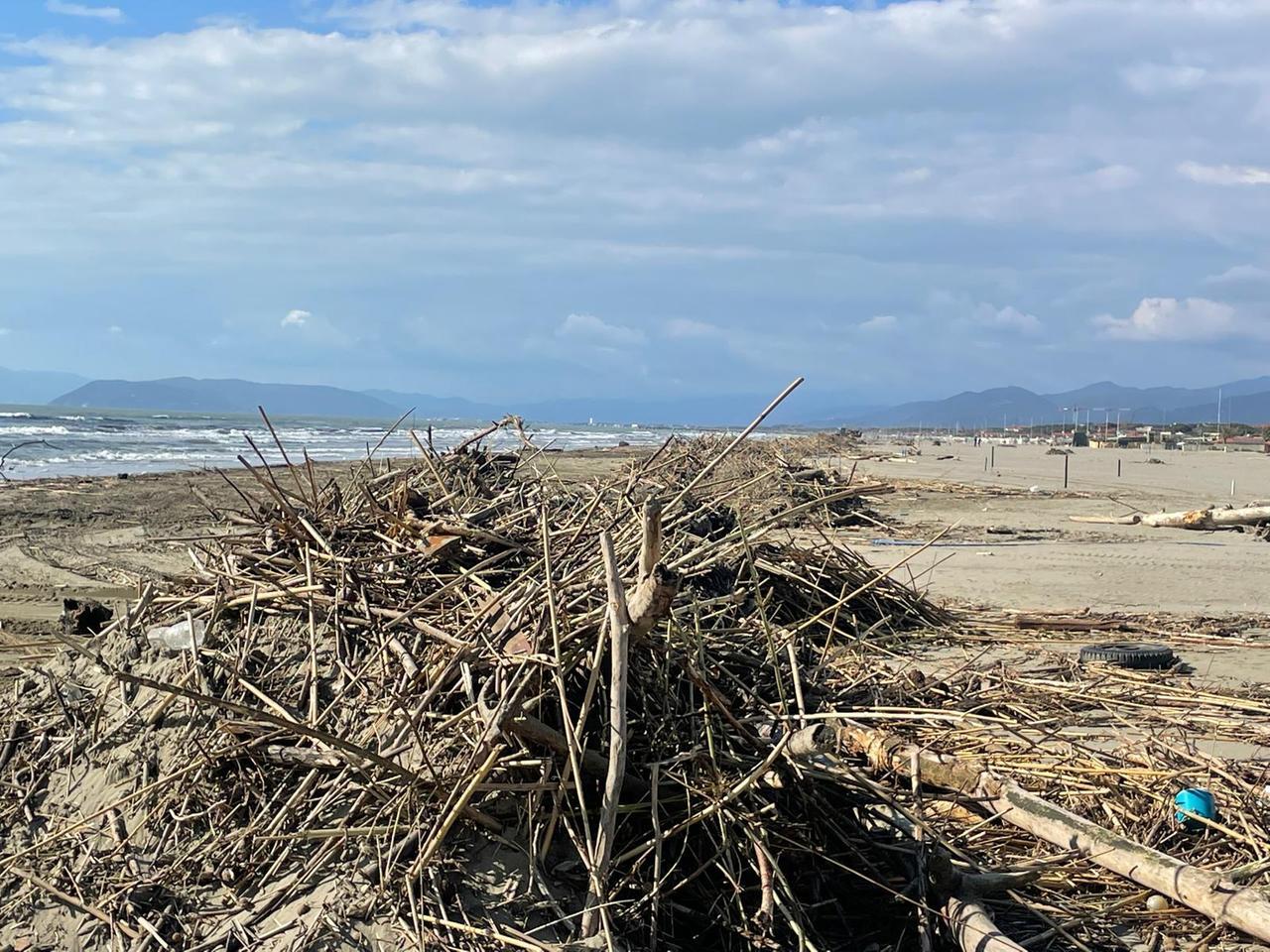 
	Lavarone sulle spiaggia a Pietrasanta

