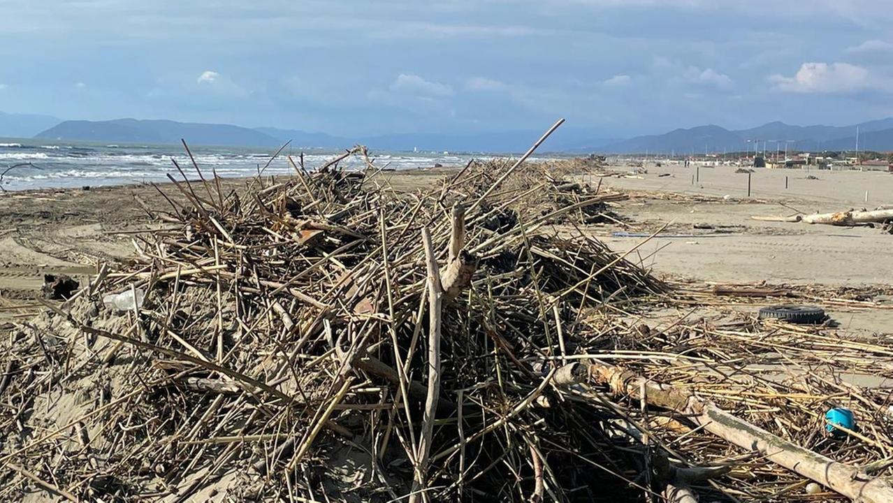 Lavarone sulle spiaggia a Pietrasanta