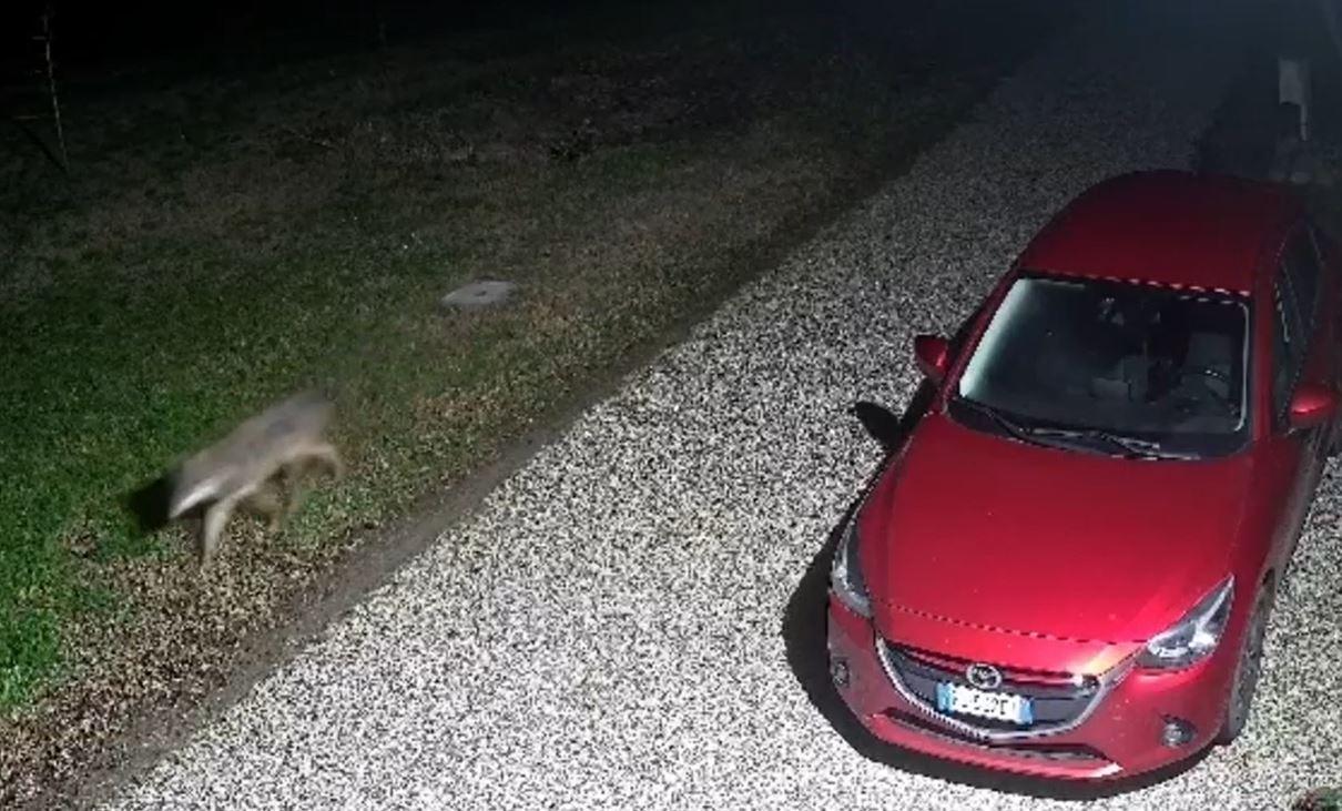 Lupi a Ferrara, Guerzoni (Lega): «Cosa fa la Regione a tutela dei cittadini?»